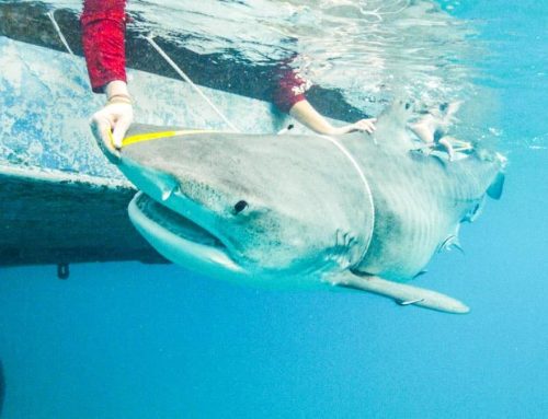 Behind The Scenes: Mothersharker on Discovery Channel Shark Week