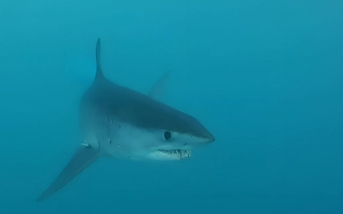 Oceanbotics Returns to Shark Week to Capture Black Mako