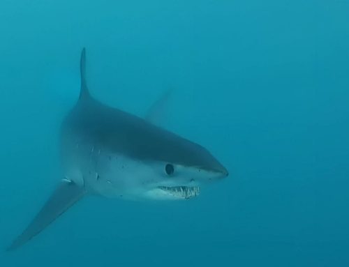 Oceanbotics Returns to Shark Week for Third Year to Capture Black Mako