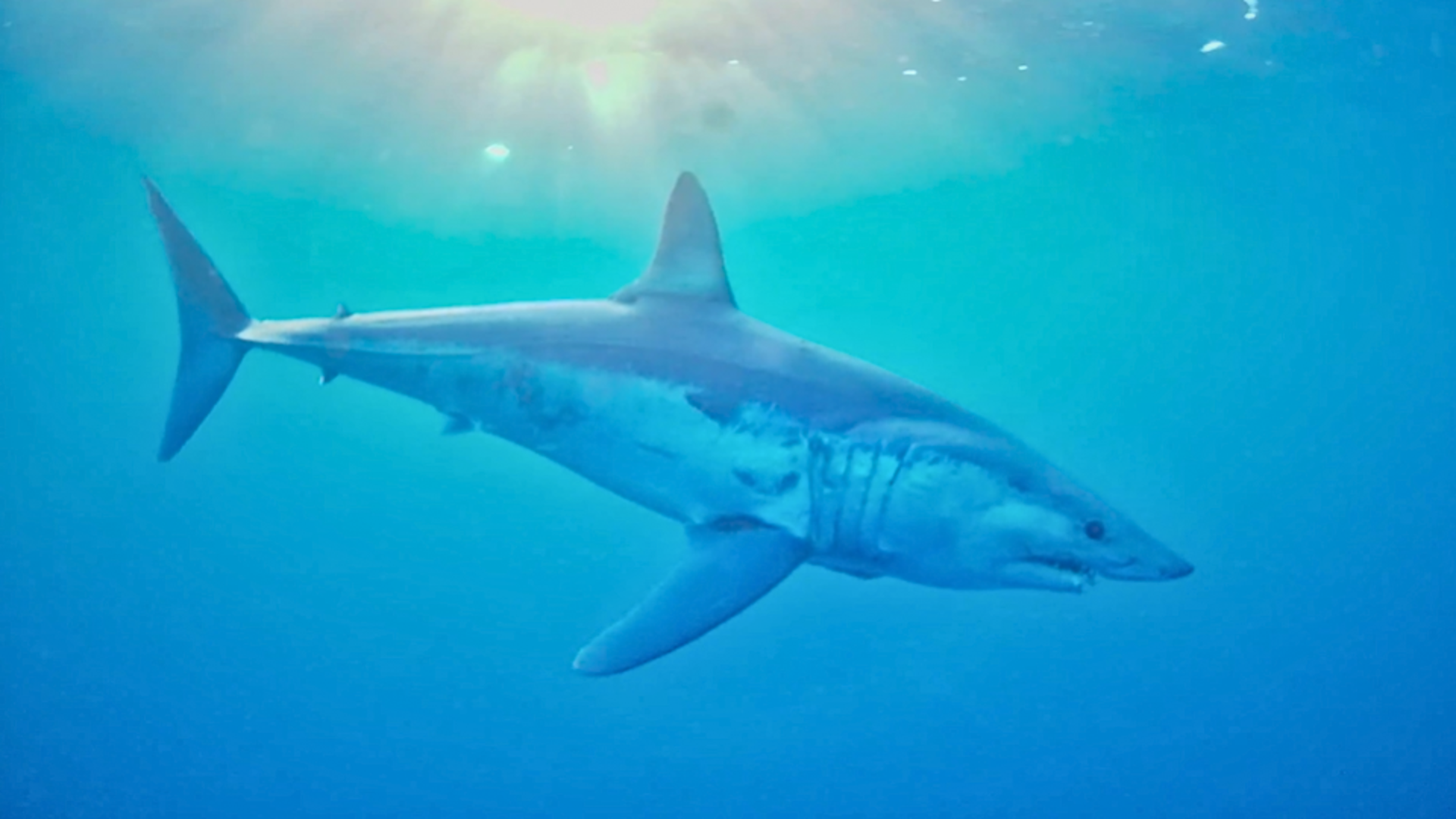 Other Mako shark captured using the SRV-8's 4K camera technology.